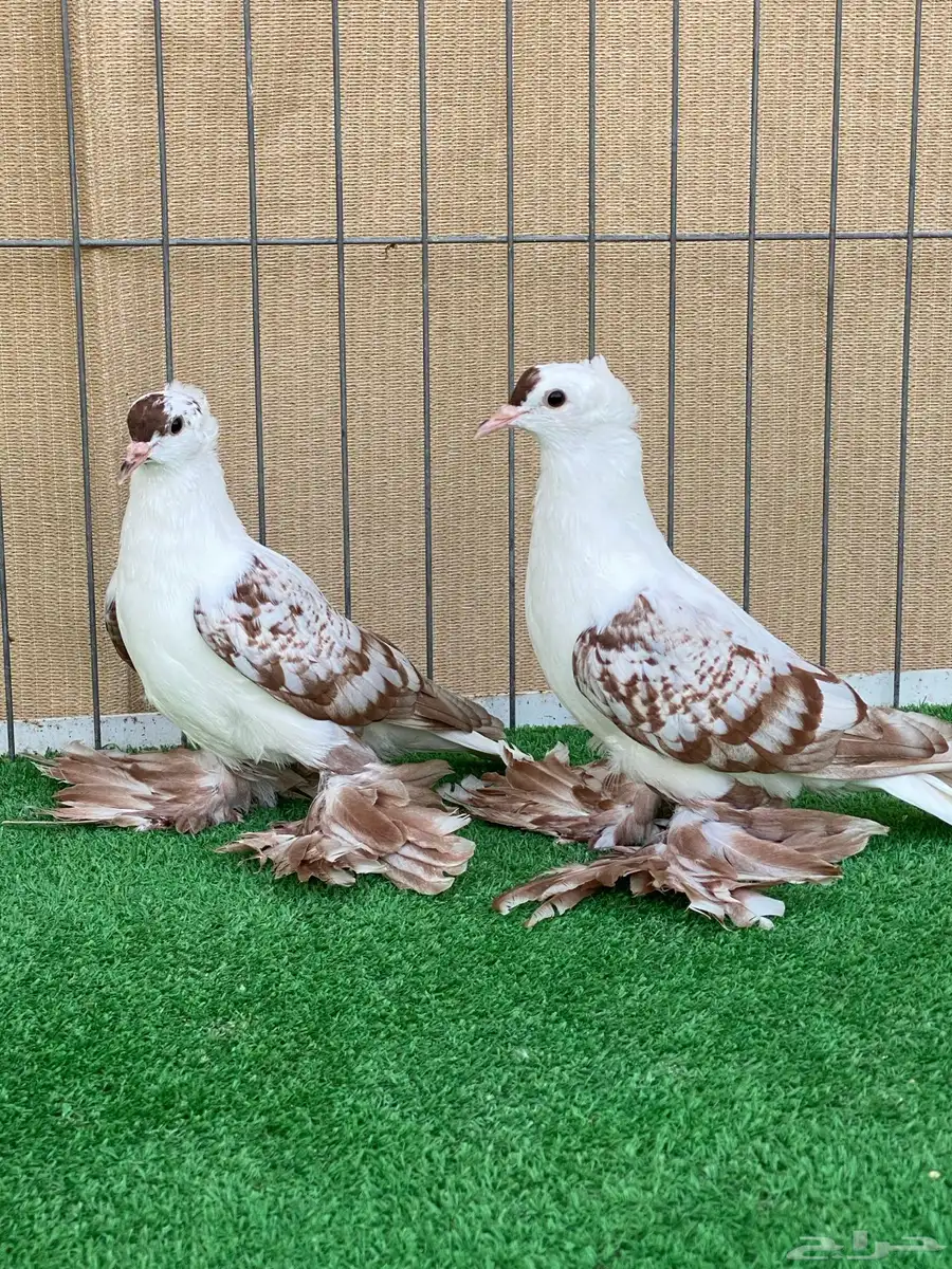سووالوو و ساسكون index