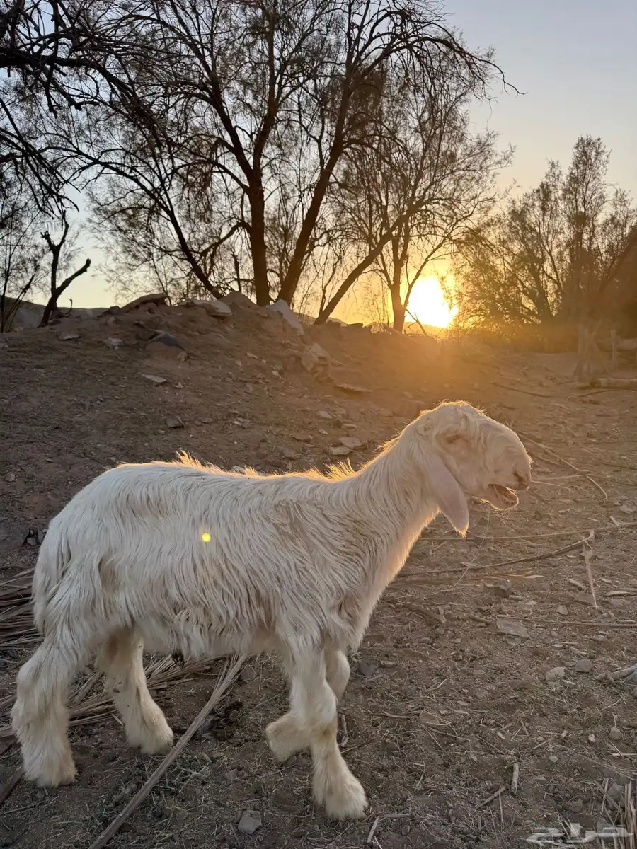 خروف عيسي 2