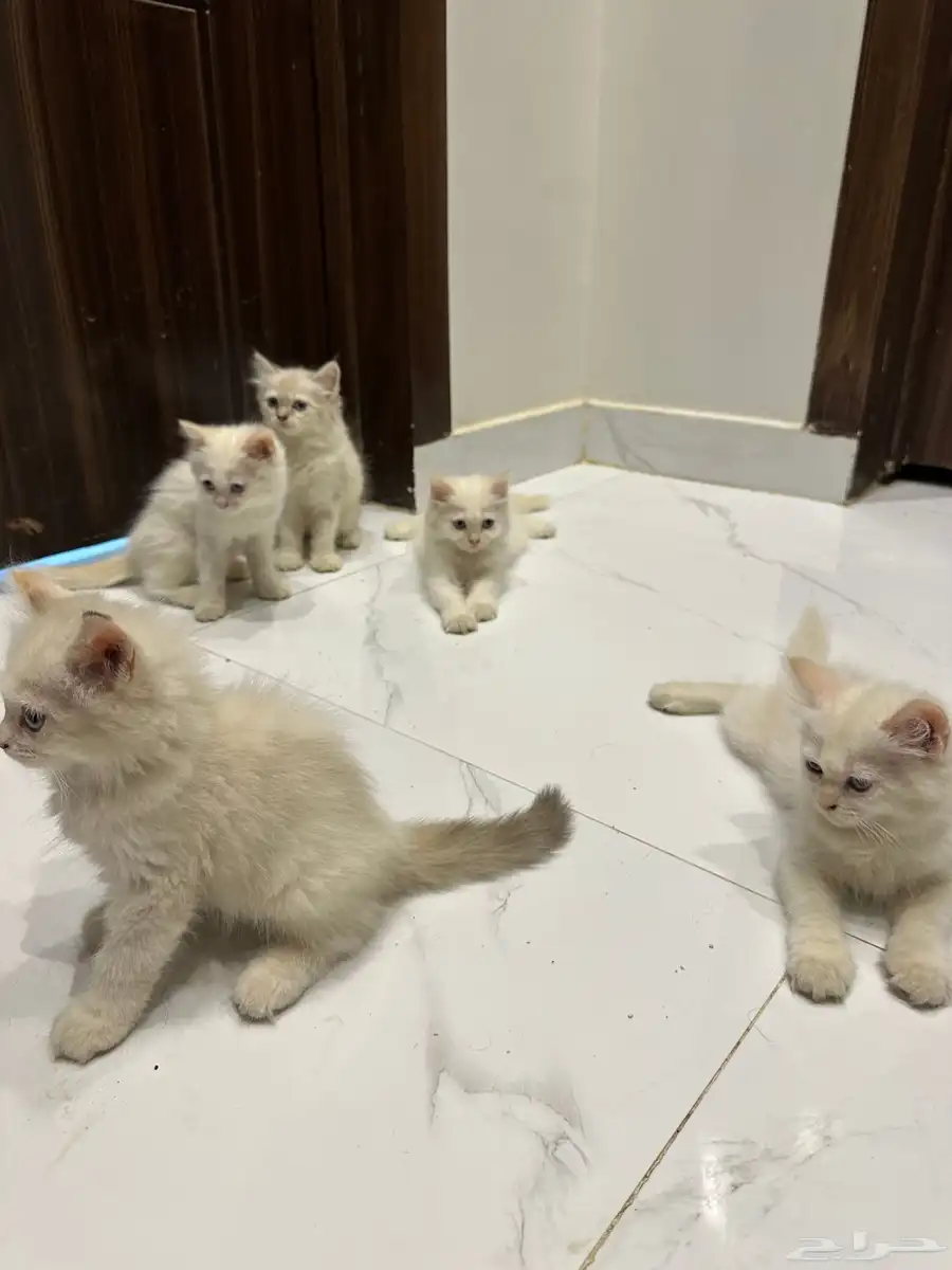 قطط هيمالايا للبيع 5