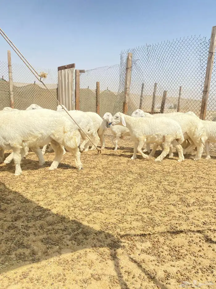 خرفان حريات ( تم البيع ) 5