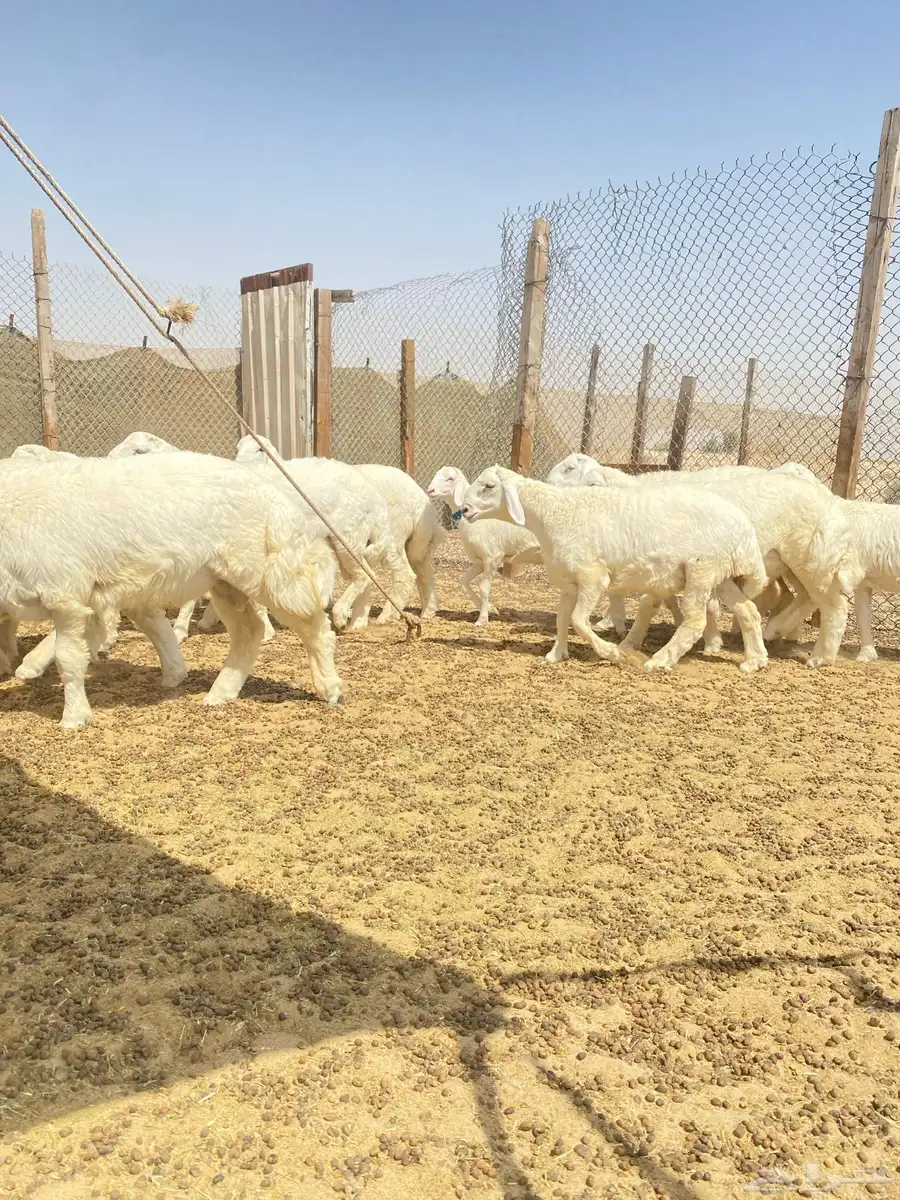خرفان حريات 5
