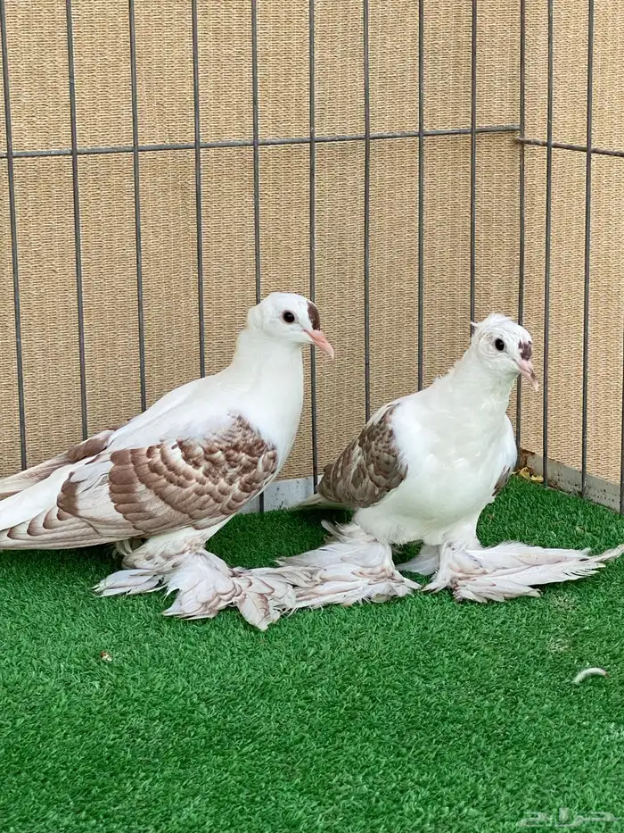 سووالوو و ساسكون 5