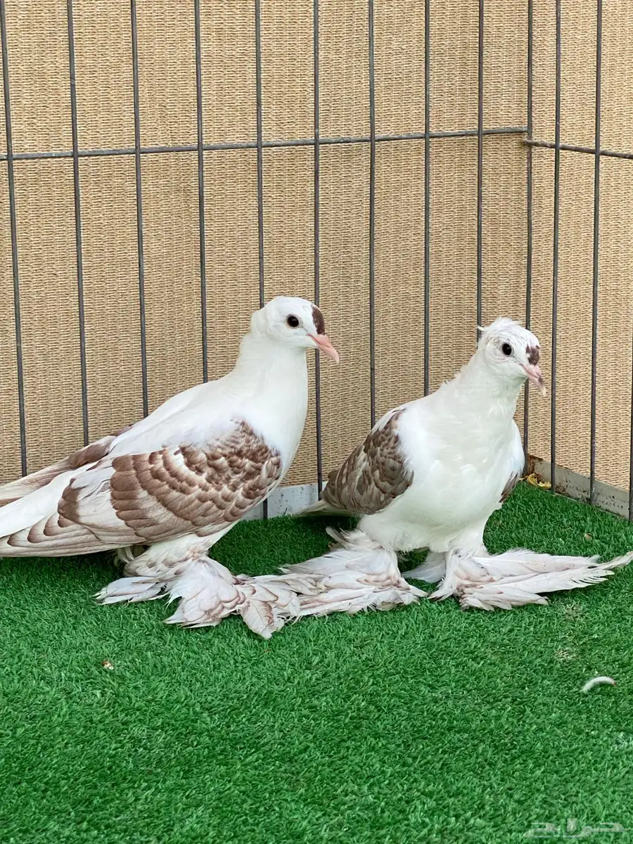 سووالوو و ساسكون index