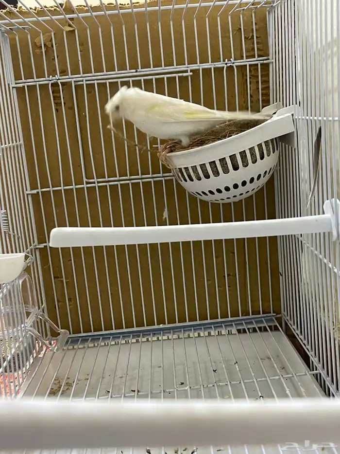 طيور كناري 5
