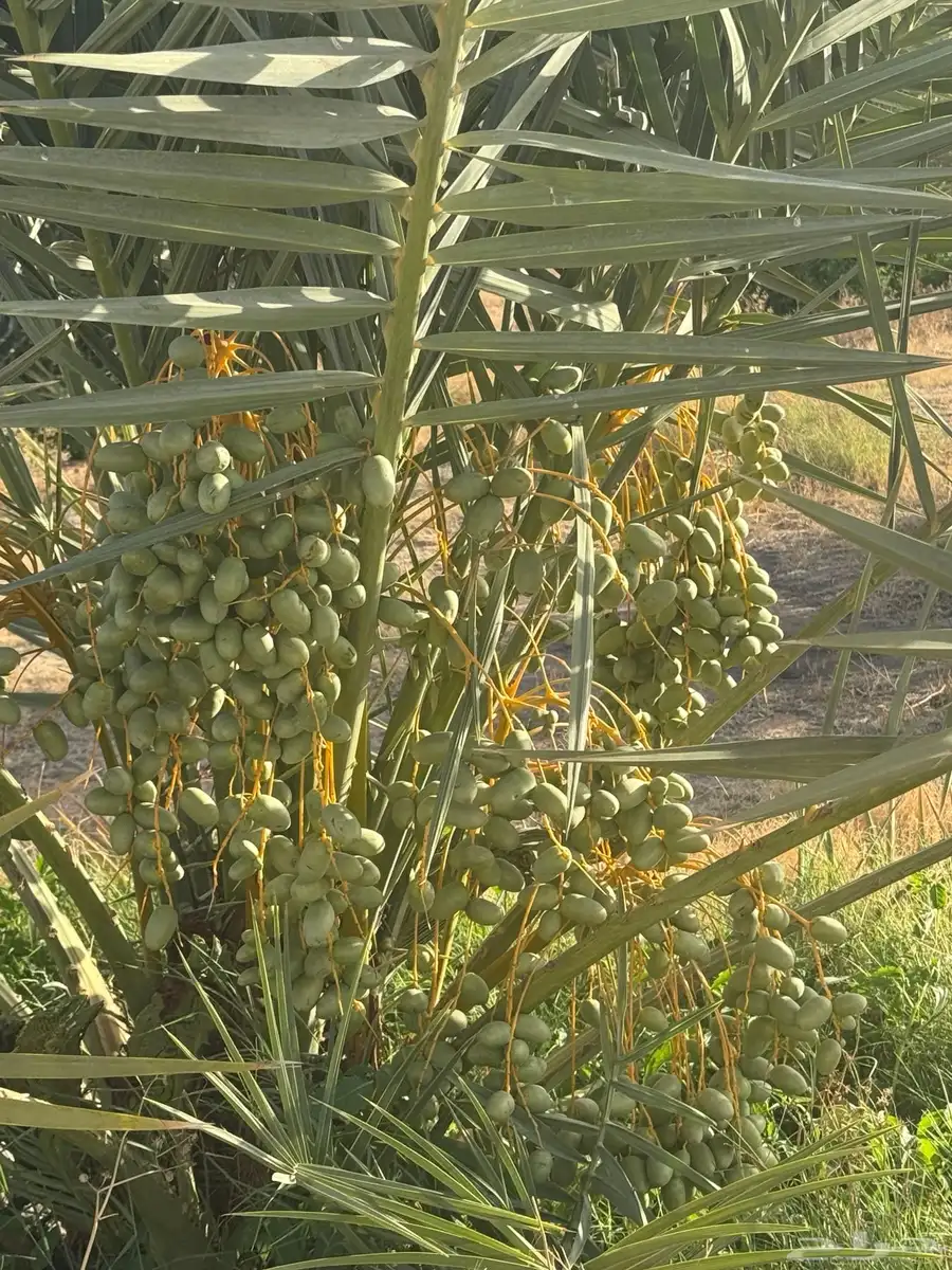 ثمرة نخيل للبيع بالجديدات 2