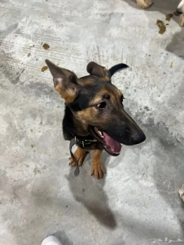 German shepherd puppy for adoption كلب 4