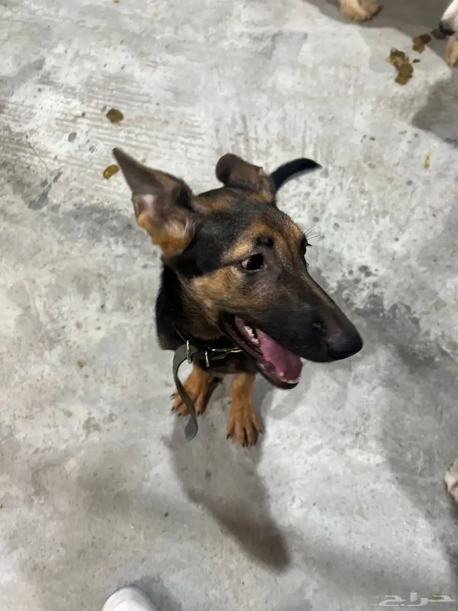 German shepherd puppy for adoption كلب 4