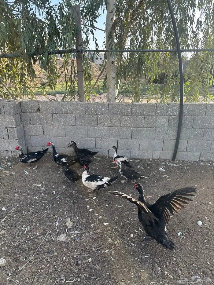 بط بح 5