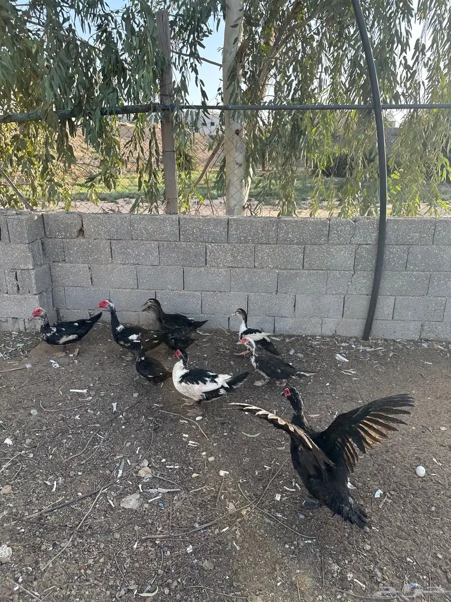 بط بح 5