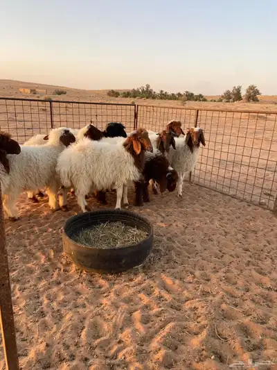 نعيم طيبه ( تم البيع ) 3