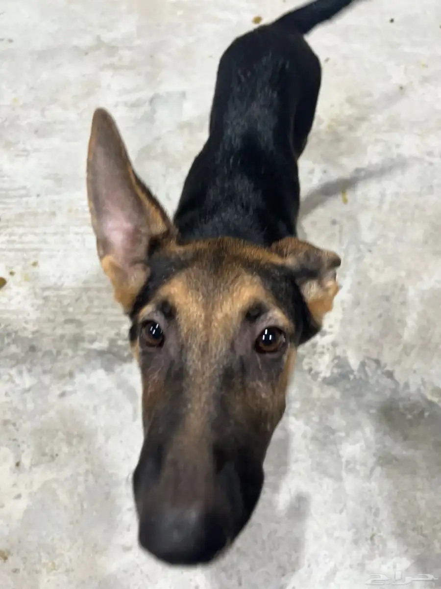 German shepherd puppy for adoption كلب 3