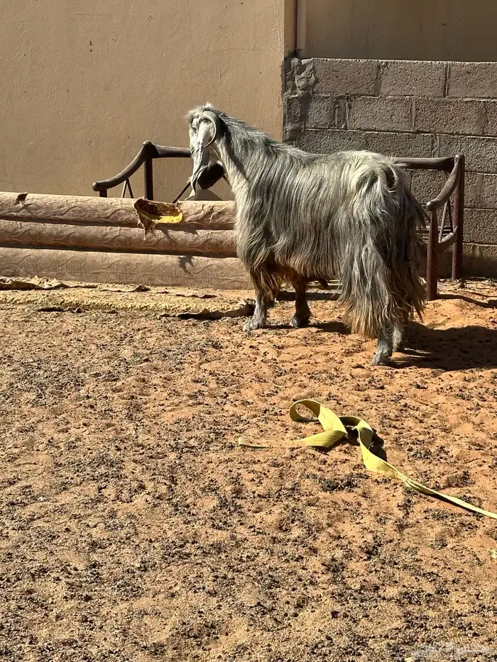 تيس عارضي طيب بالحيل 0