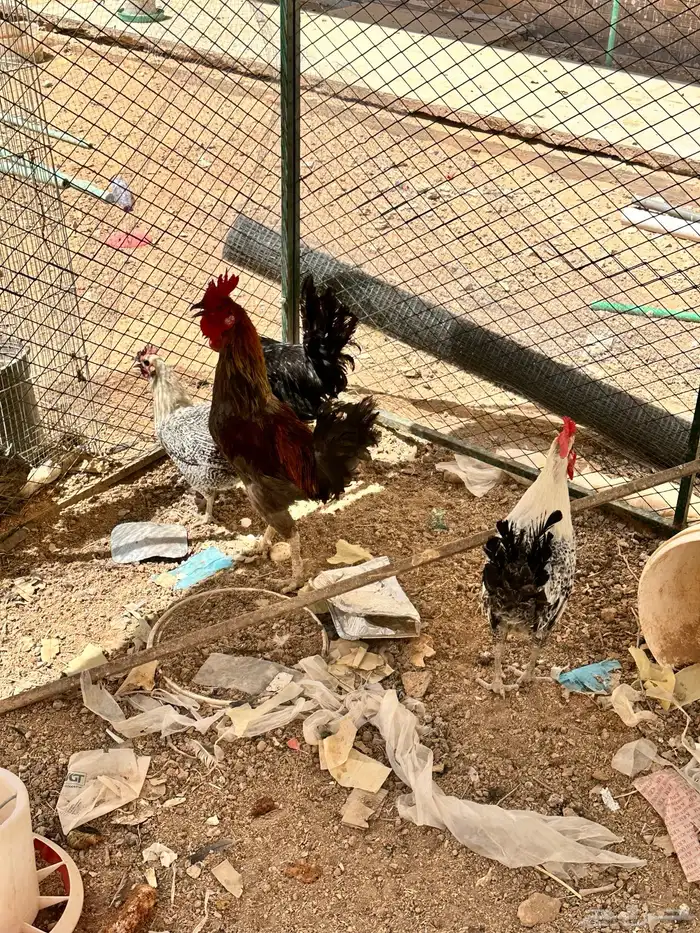 دجاج ديك للبيع 2