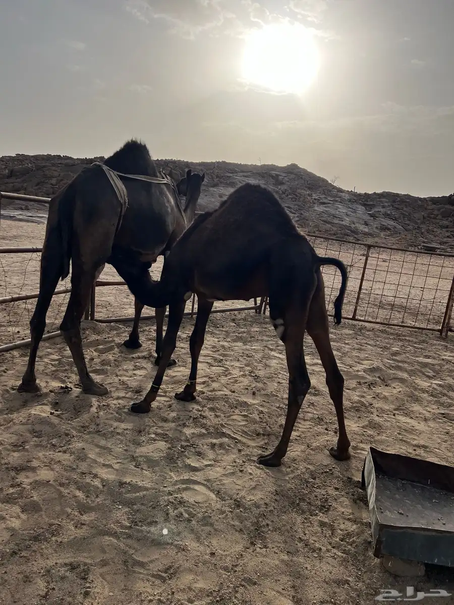 قعودين كفو وعلى حليب اماتها 2