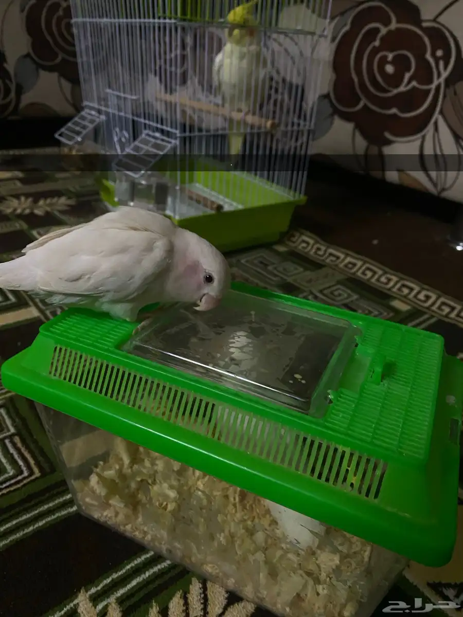 عصفور روز 4
