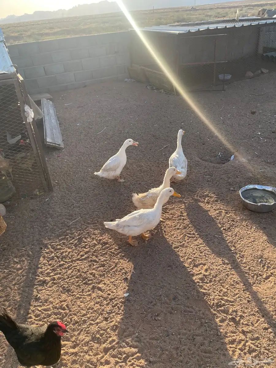 بط منتج 1