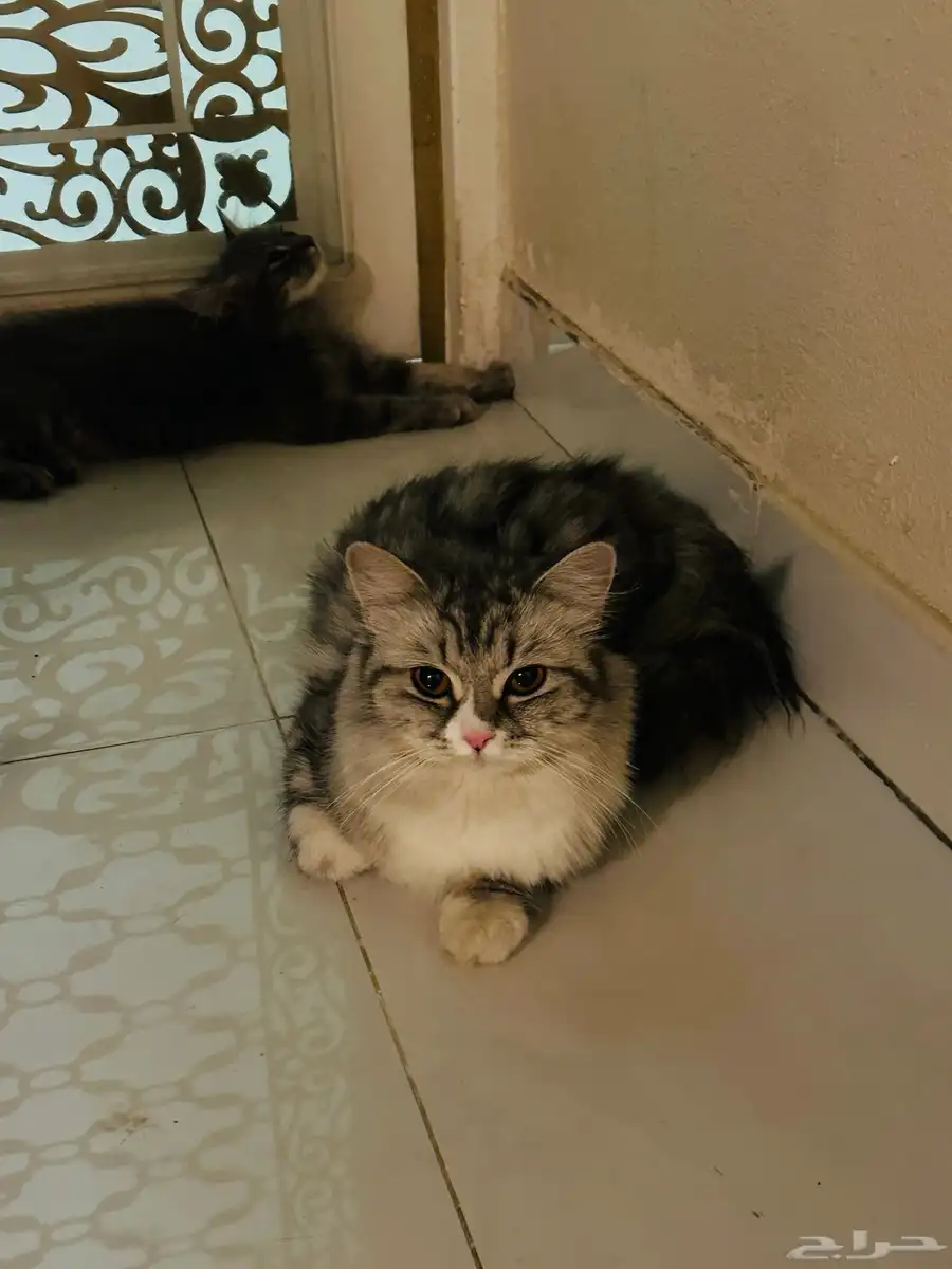 Cat-free adoption 3