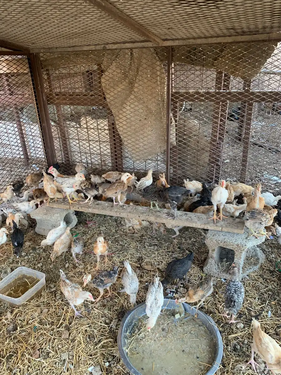 للبيع صوص بلدي فواتح 3