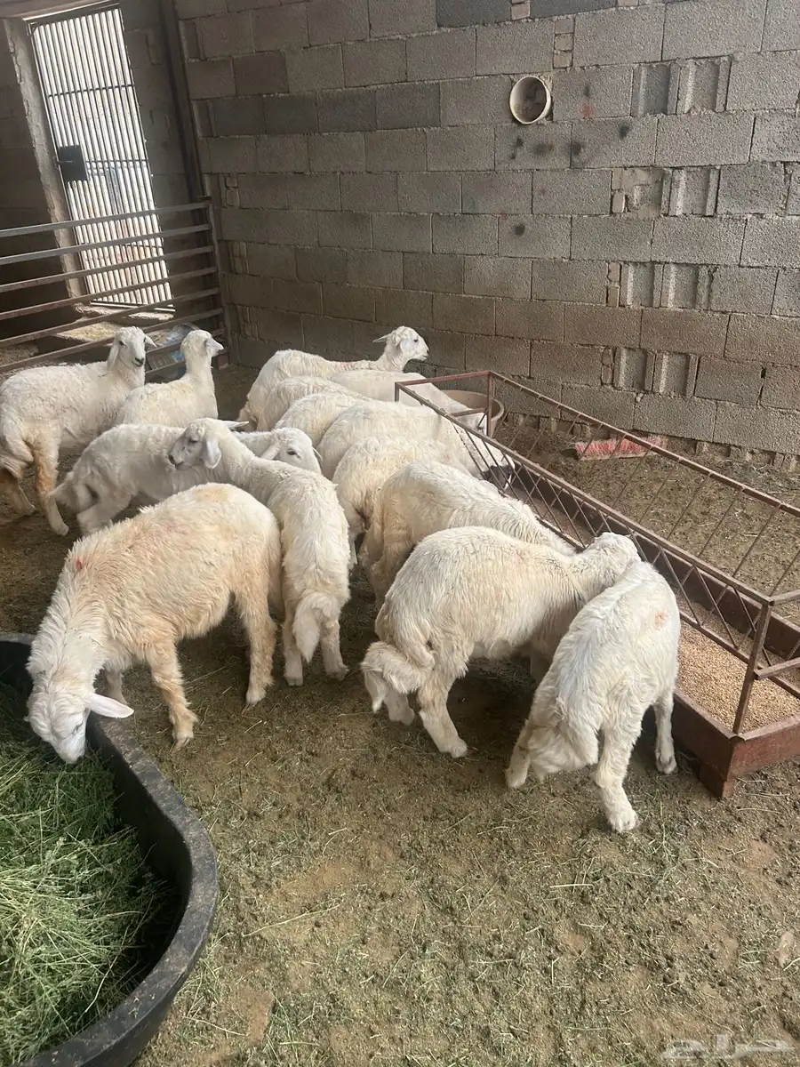 طليان للبيع العدد 14 1