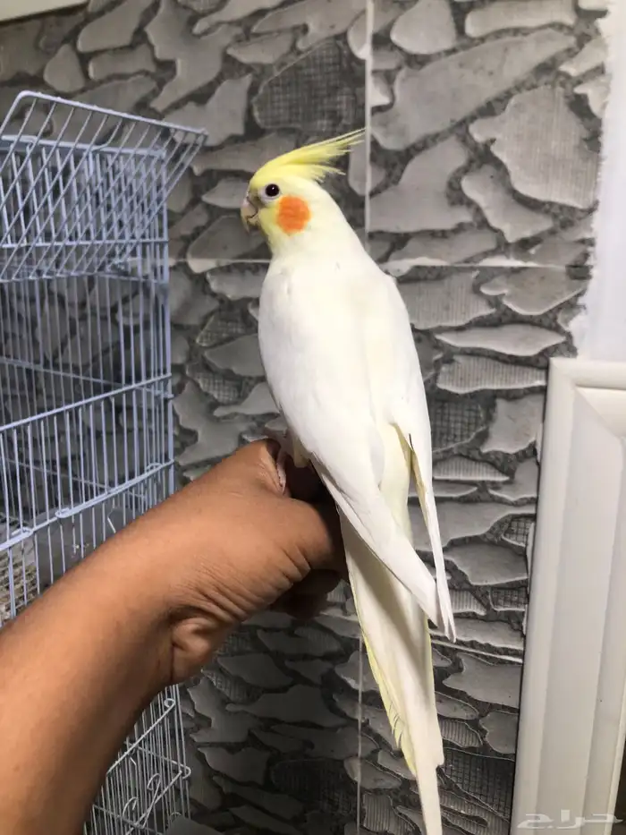 انثى كروان لاتينو منتجه و اليفه (( تم البيع )) 3