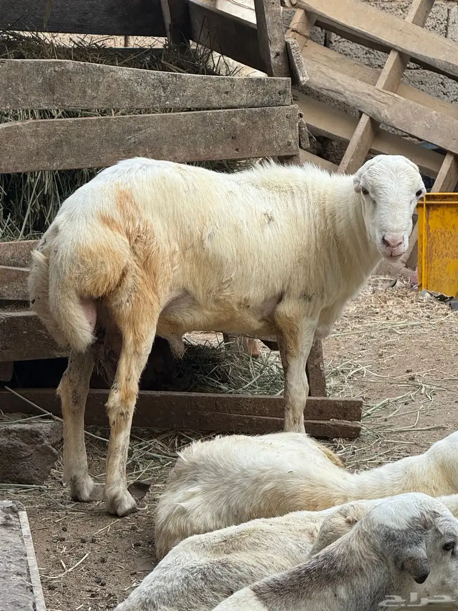 كبش 6