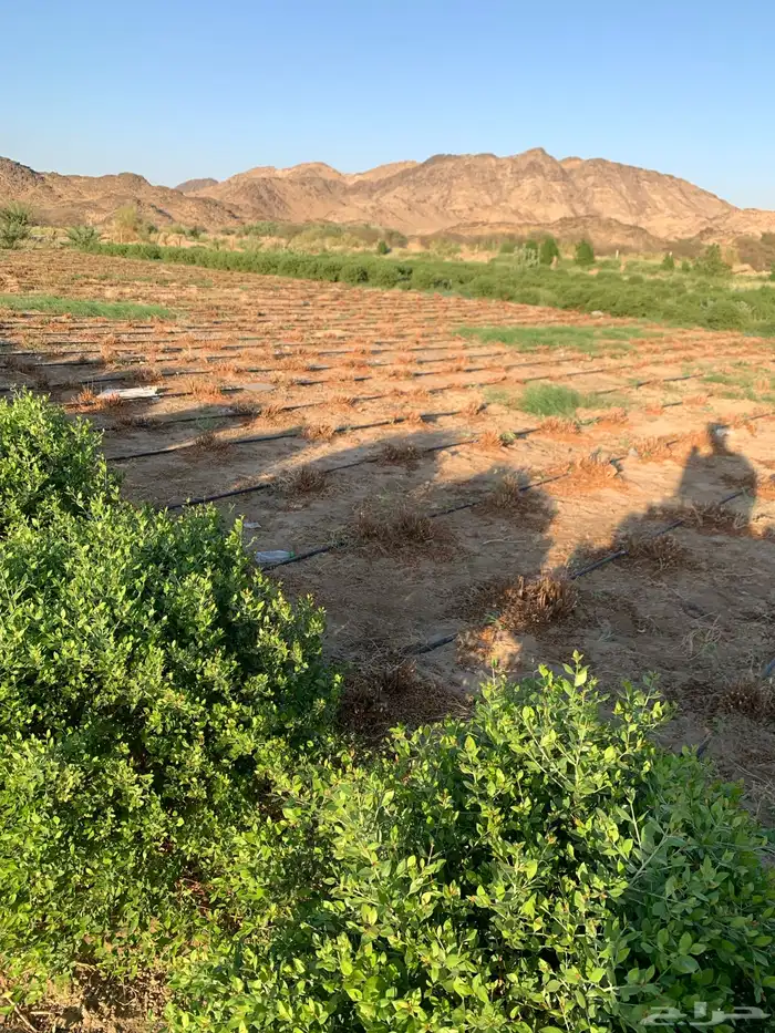 حناء عضوي 100 0