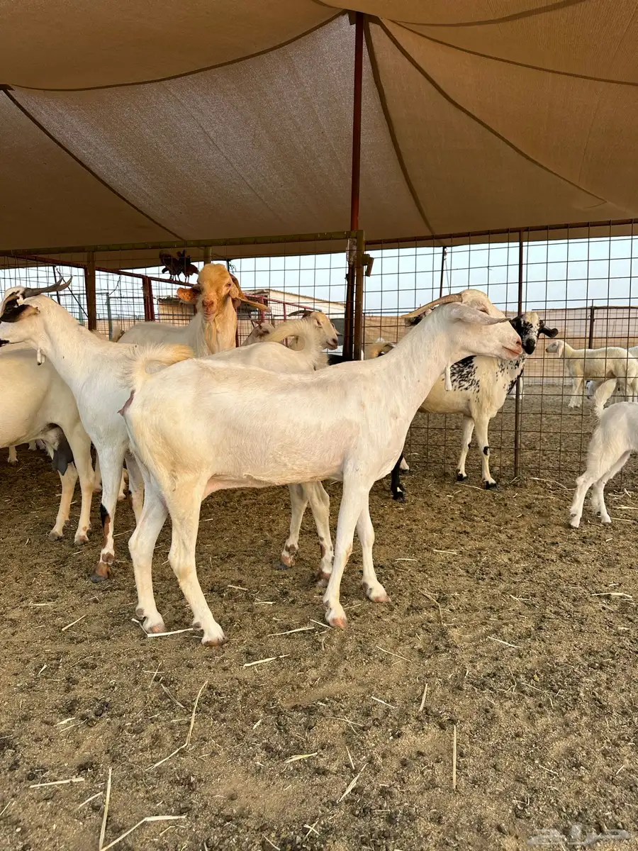 ماعز بيشي فاخر كحل و برص وعفر العدد 16 17