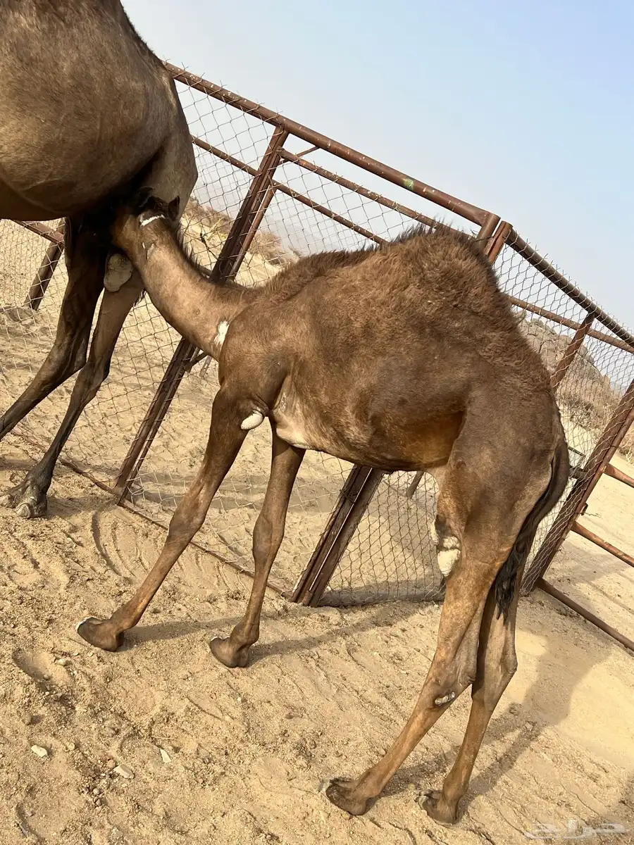 قعودين كفو وعلى حليب اماتها 1