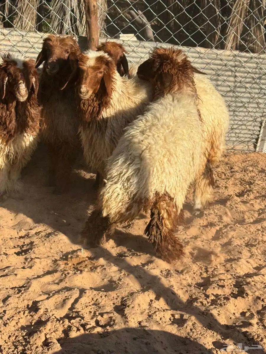 جذعات نعيم 7