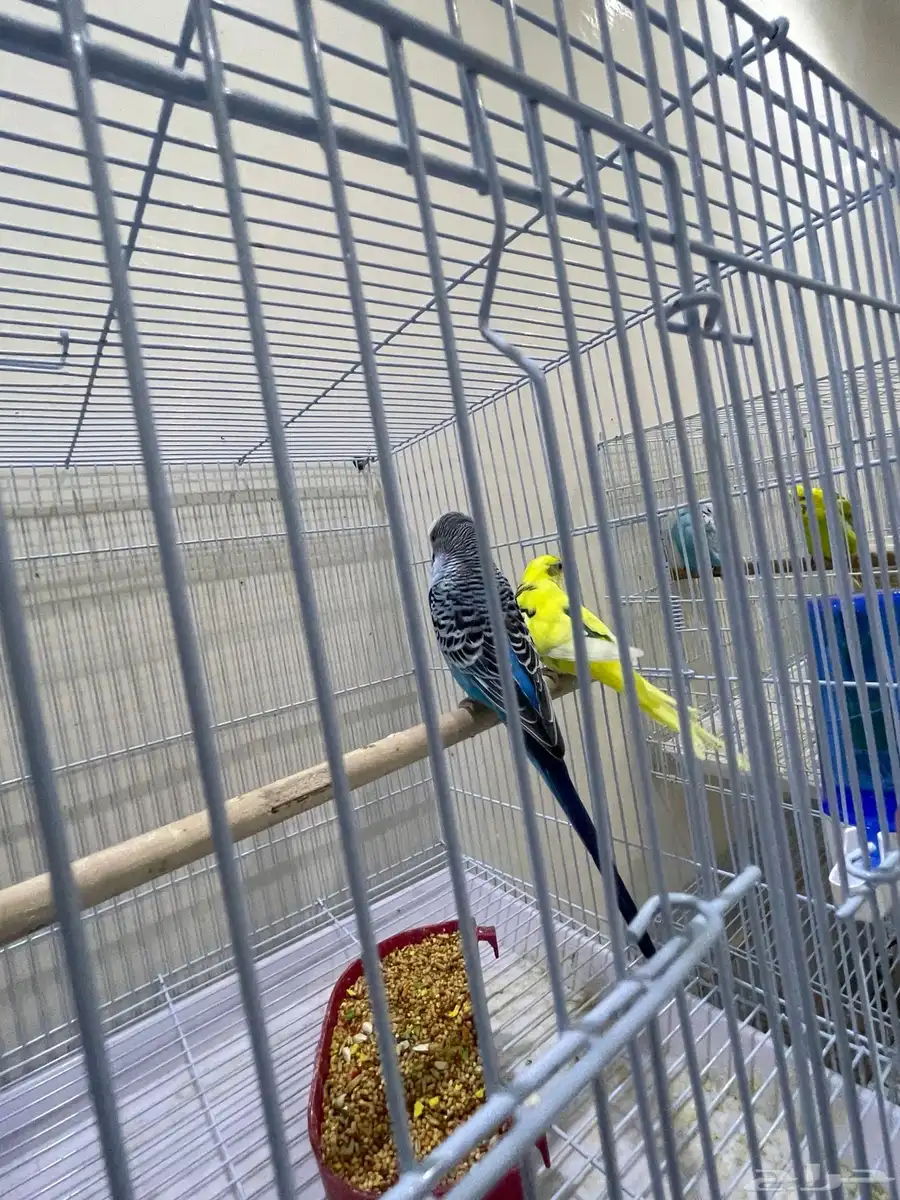 طيور حب 2
