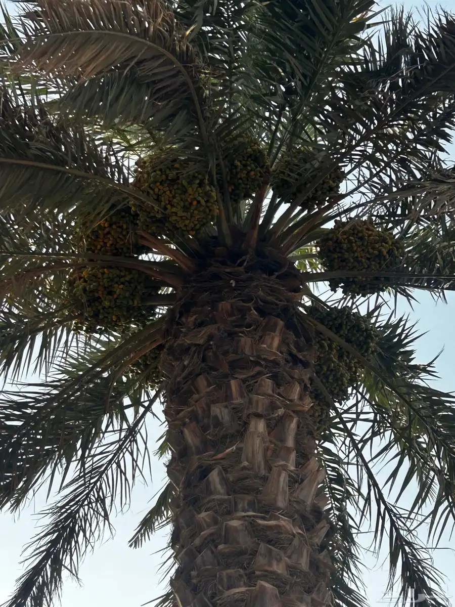الشديده 4