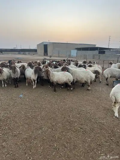 مشاء الله العداد 70 راس شرط الدفيع 3