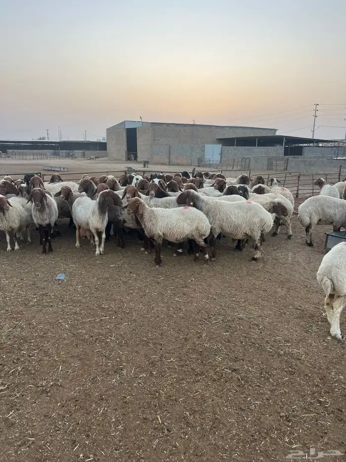 مشاء الله العداد 70 راس شرط الدفيع 3