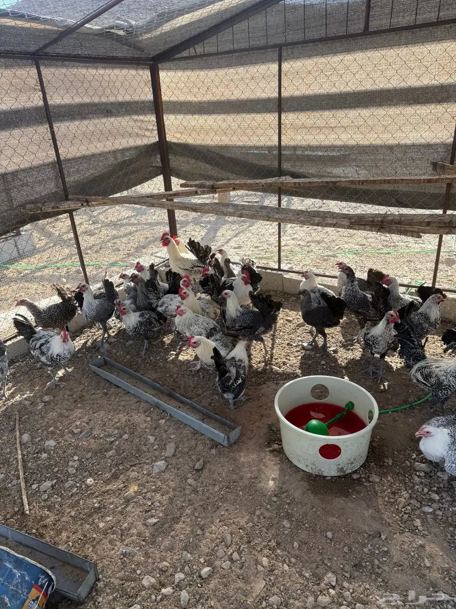 دجاج فيومي 0