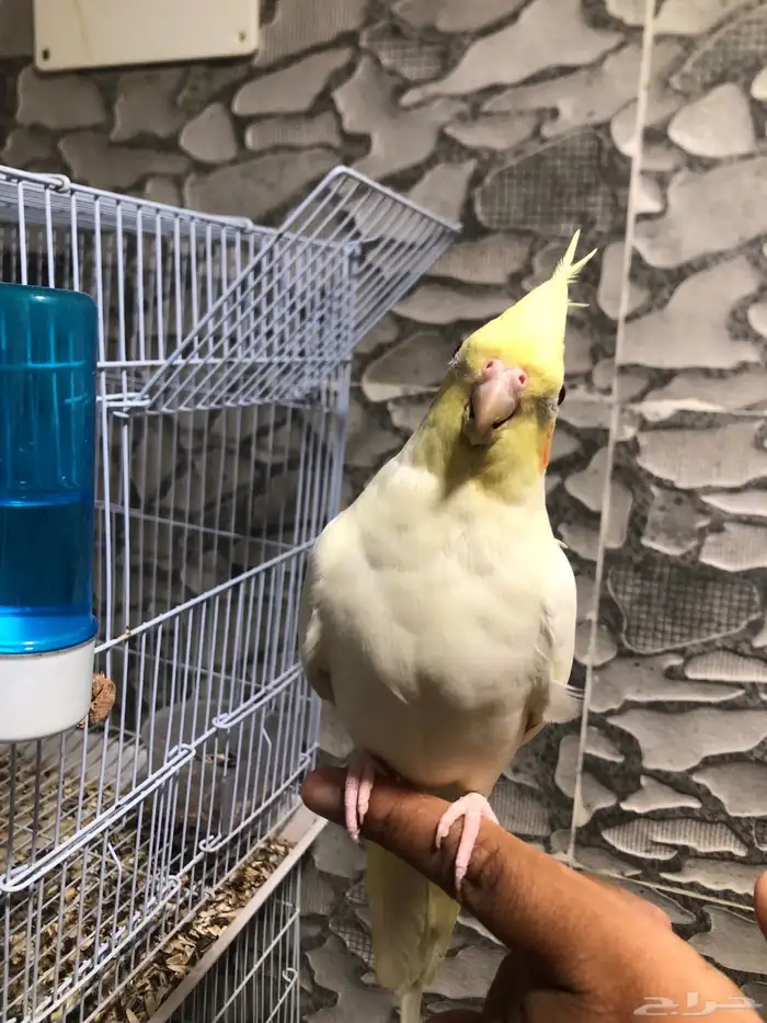 انثى كروان لاتينو منتجه و اليفه (( تم البيع )) 5