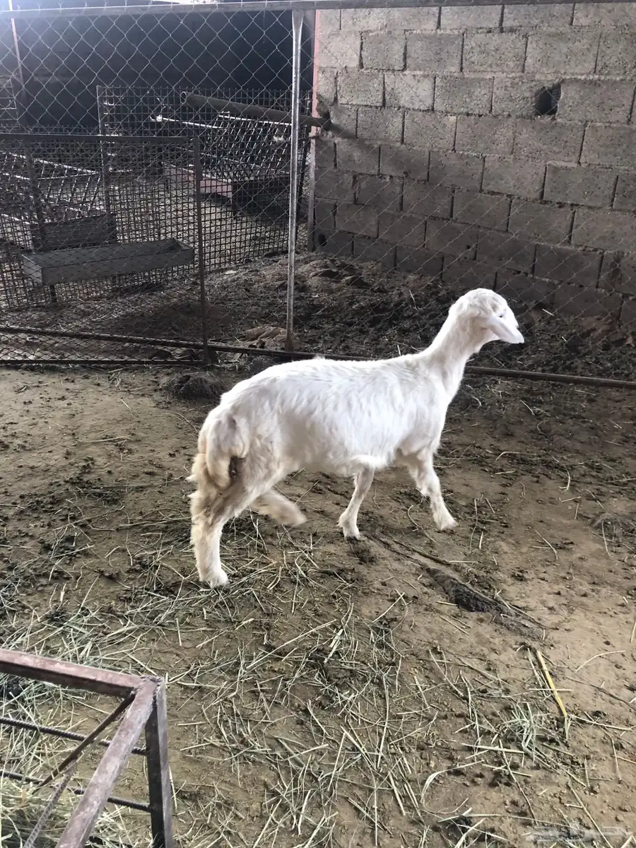 رخل فل شحم العمر خمسة اشهر نظيفة ومشروطة من جميع العذاريب 3