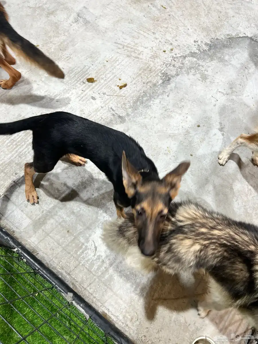 German shepherd puppy for adoption كلب 6