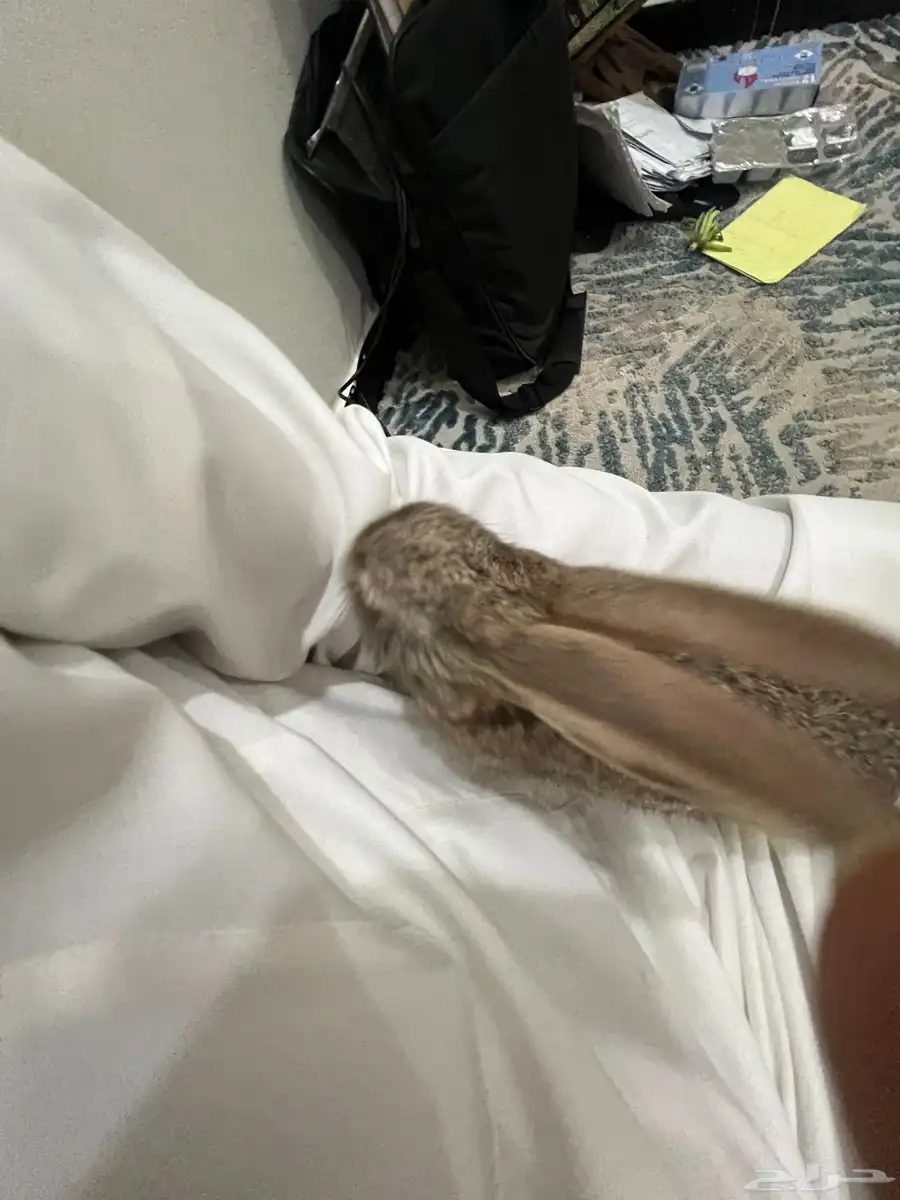 نوادر مميزه فرنسي وبلدي رقم 1 وإيطالي 4