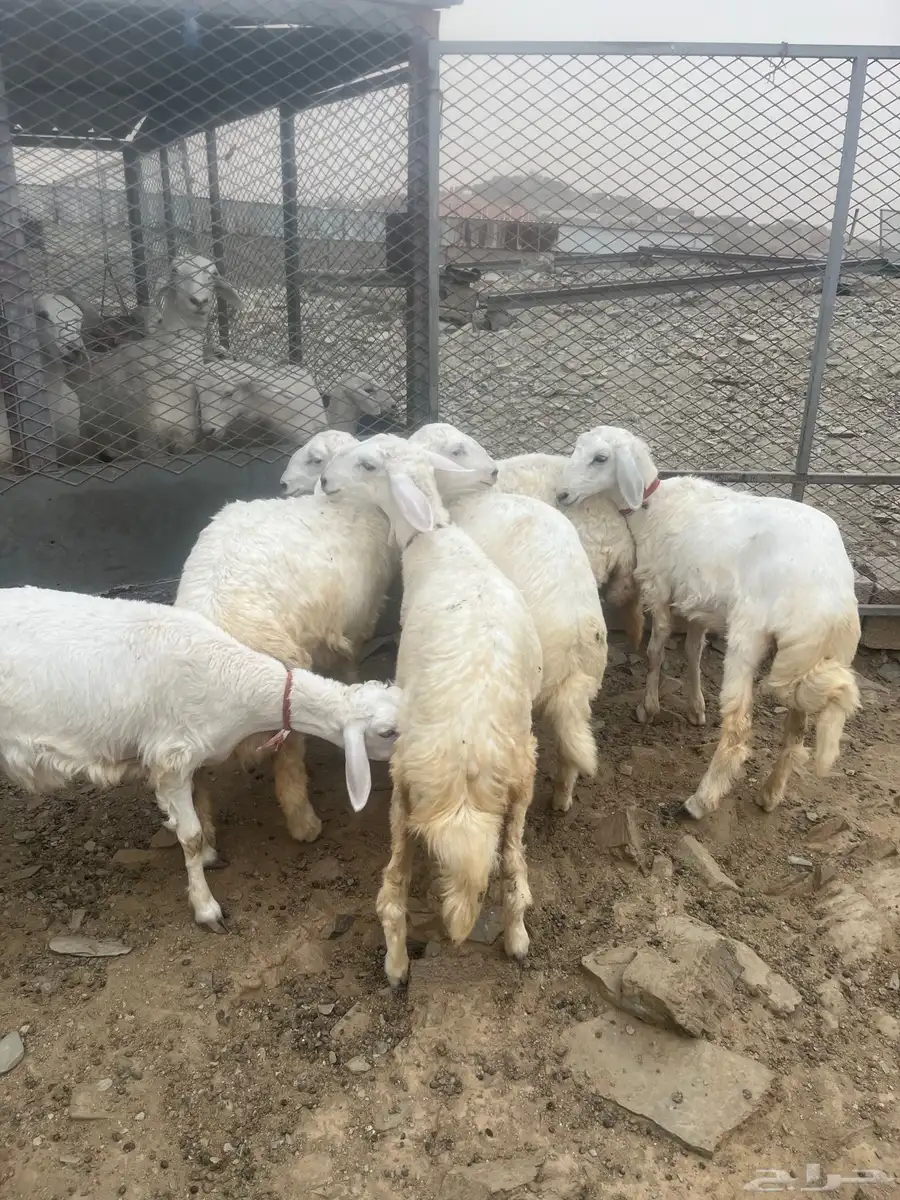 باقي ثلاث ذكور فقط تربيه محليه 5