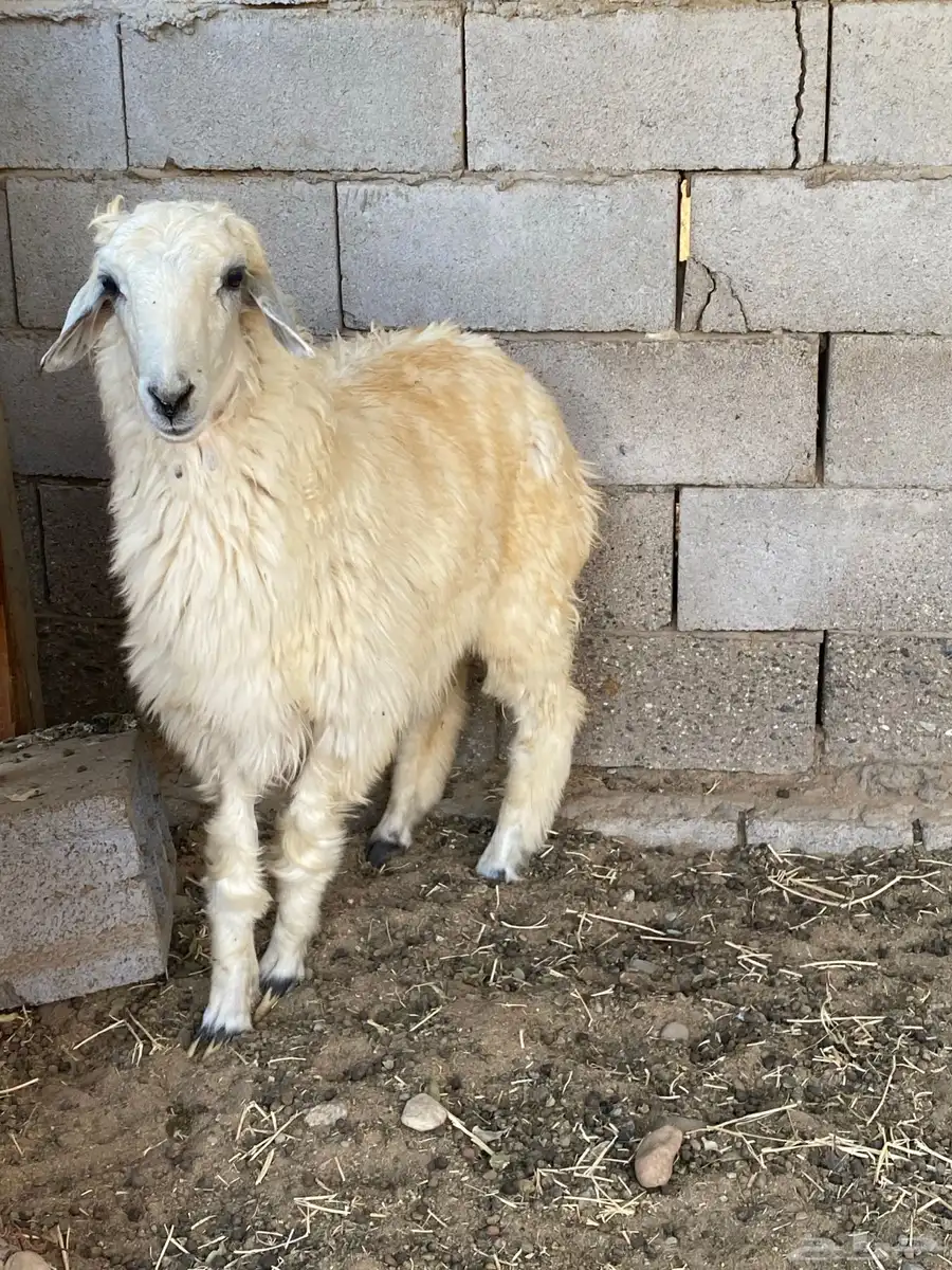 طلي عيسي 1