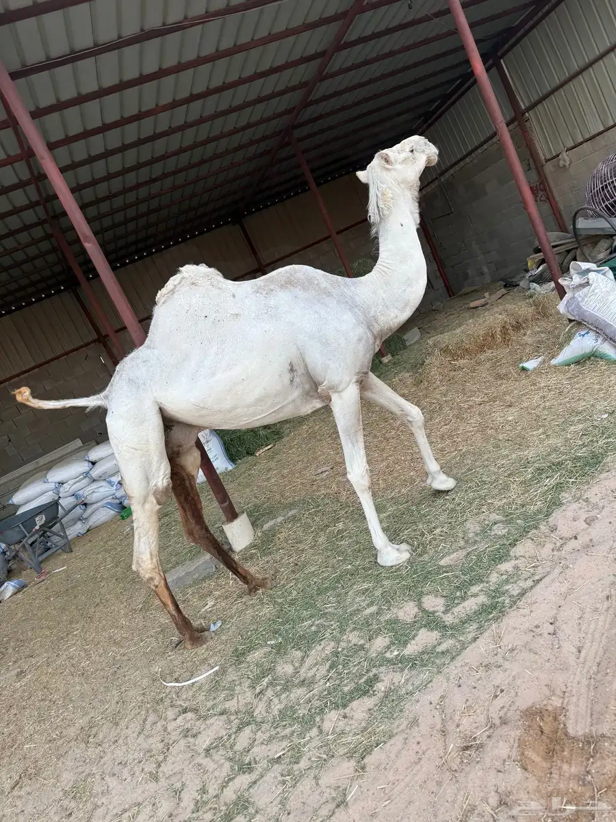 السلام عليكم ورحمة الله لقحه على جميع الشروط 1