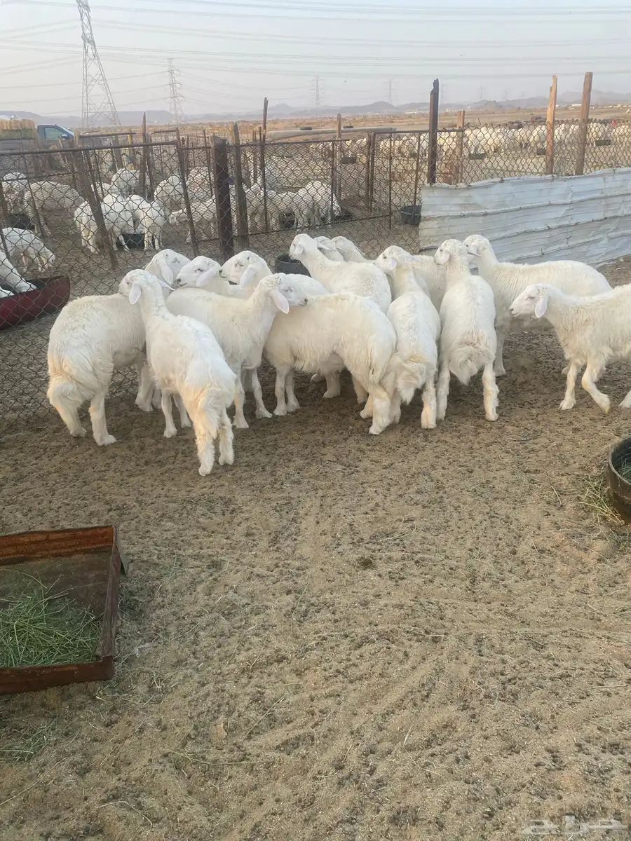 طليان حري فاخر للمناسبات 0