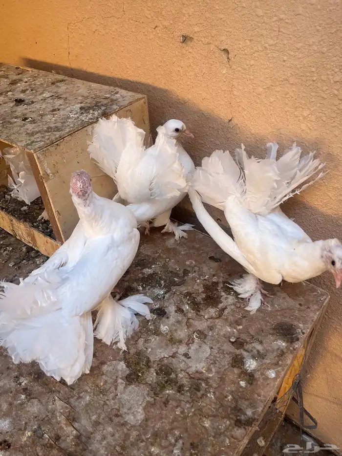 فراخ رقاصي اربع اجواز السوم وصل الجوز 25 6