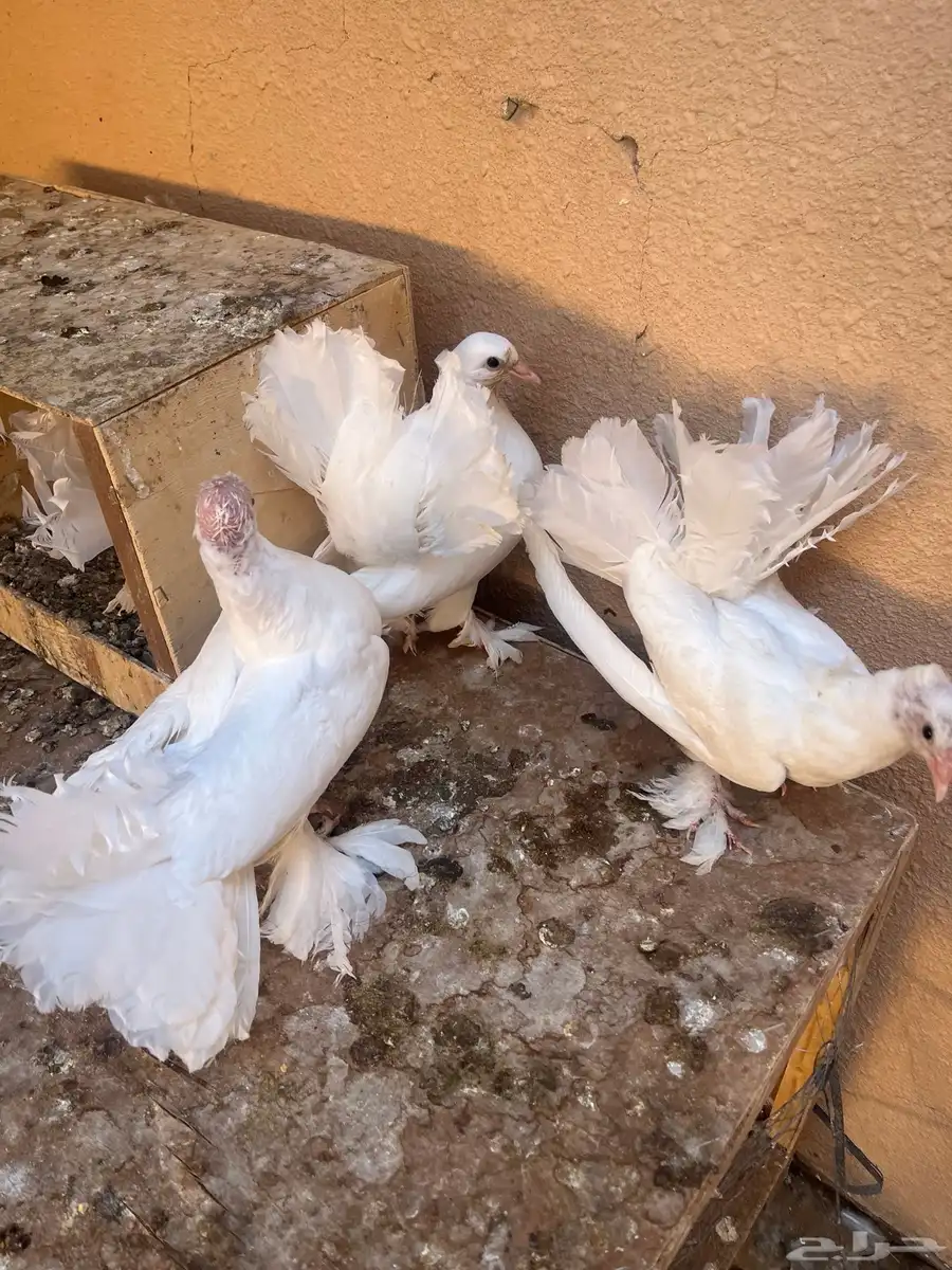 فراخ رقاصي اربع اجواز السوم وصل الجوز 25 6