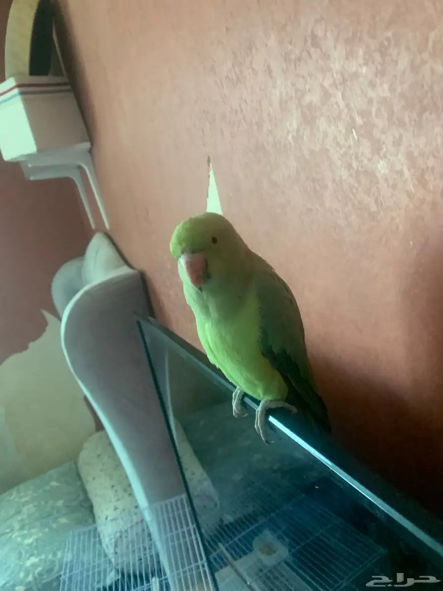 ببغاء درة 1