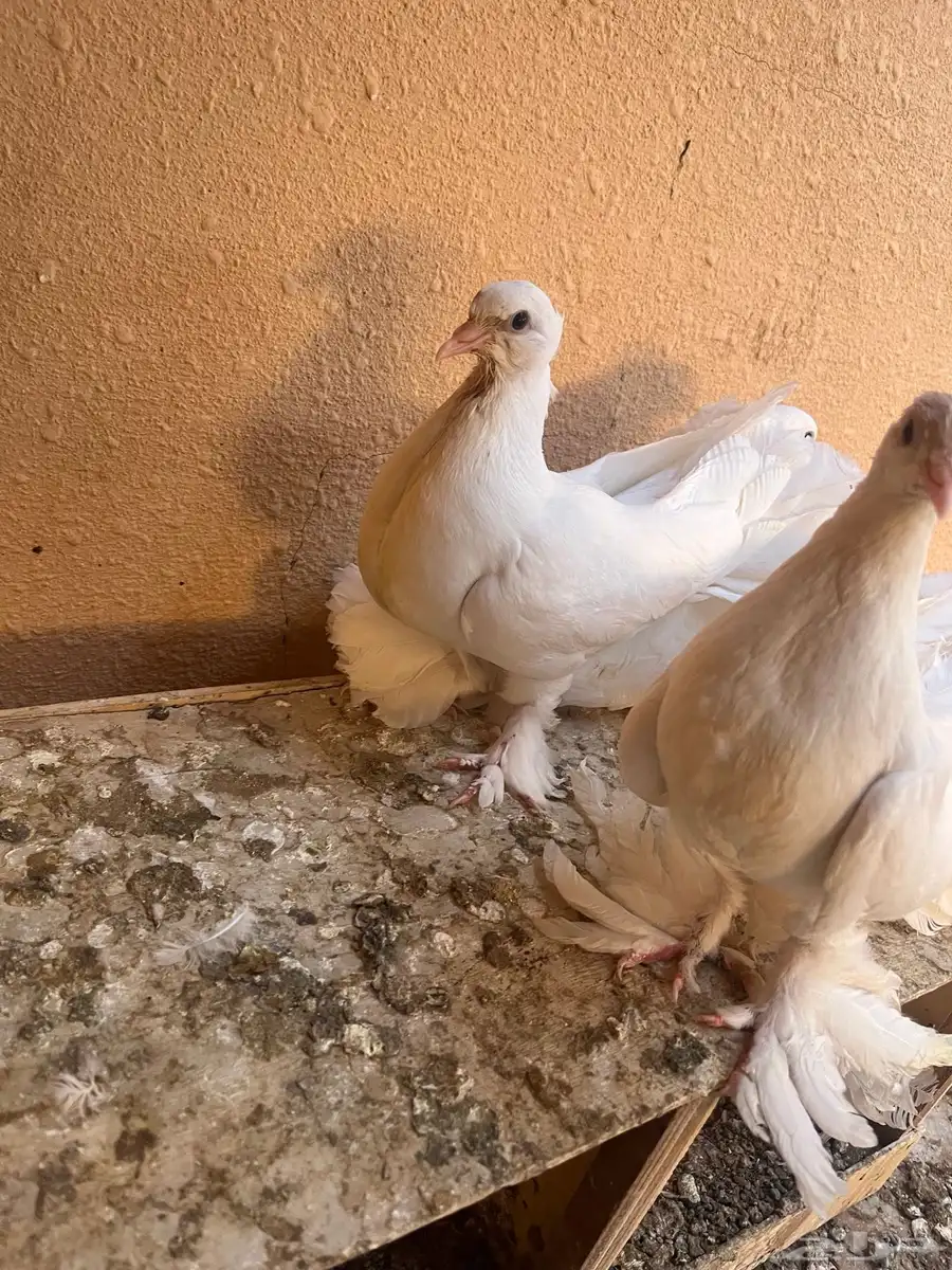 فراخ رقاصي اربع اجواز السوم وصل الجوز 25 0