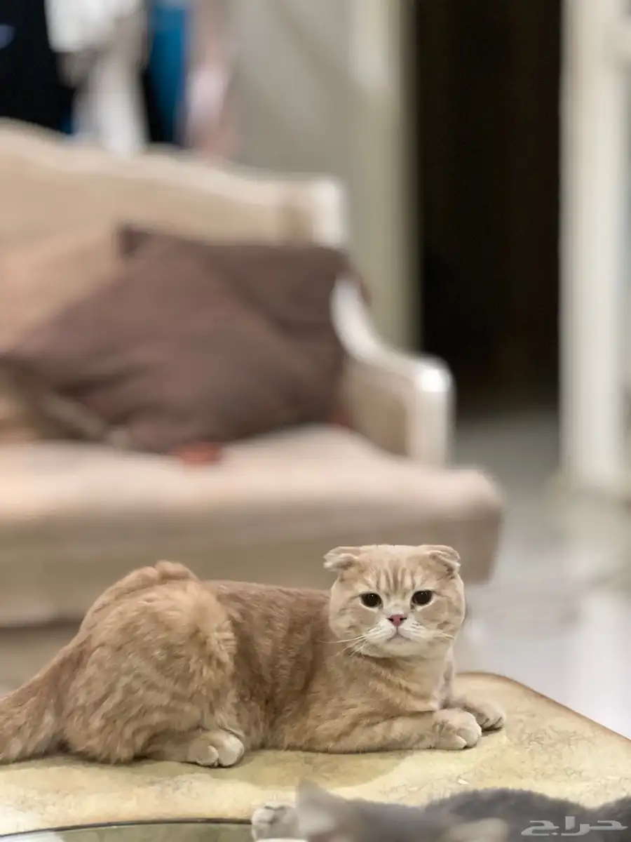 قط سكوتش للتبني 1