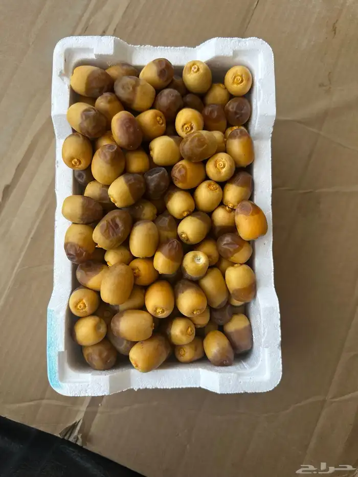 روثانا المدينه المنوره 1