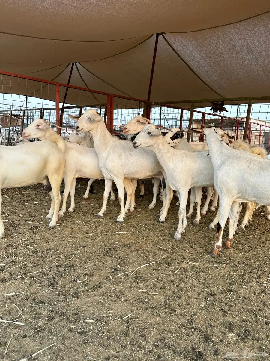 ماعز بيشي فاخر كحل و برص وعفر العدد 16 19