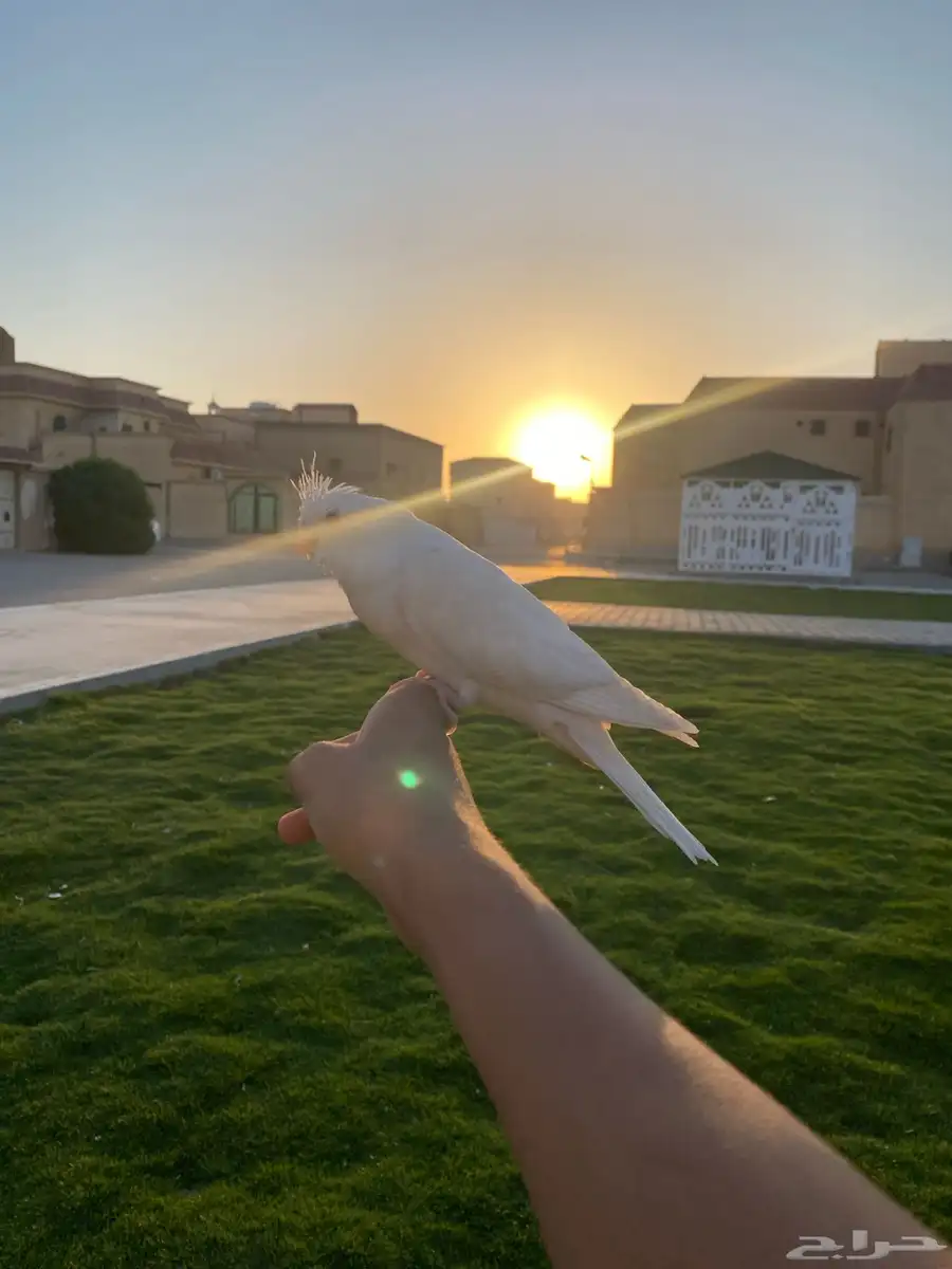 طير كروان فرخ أليف عمره 35 2